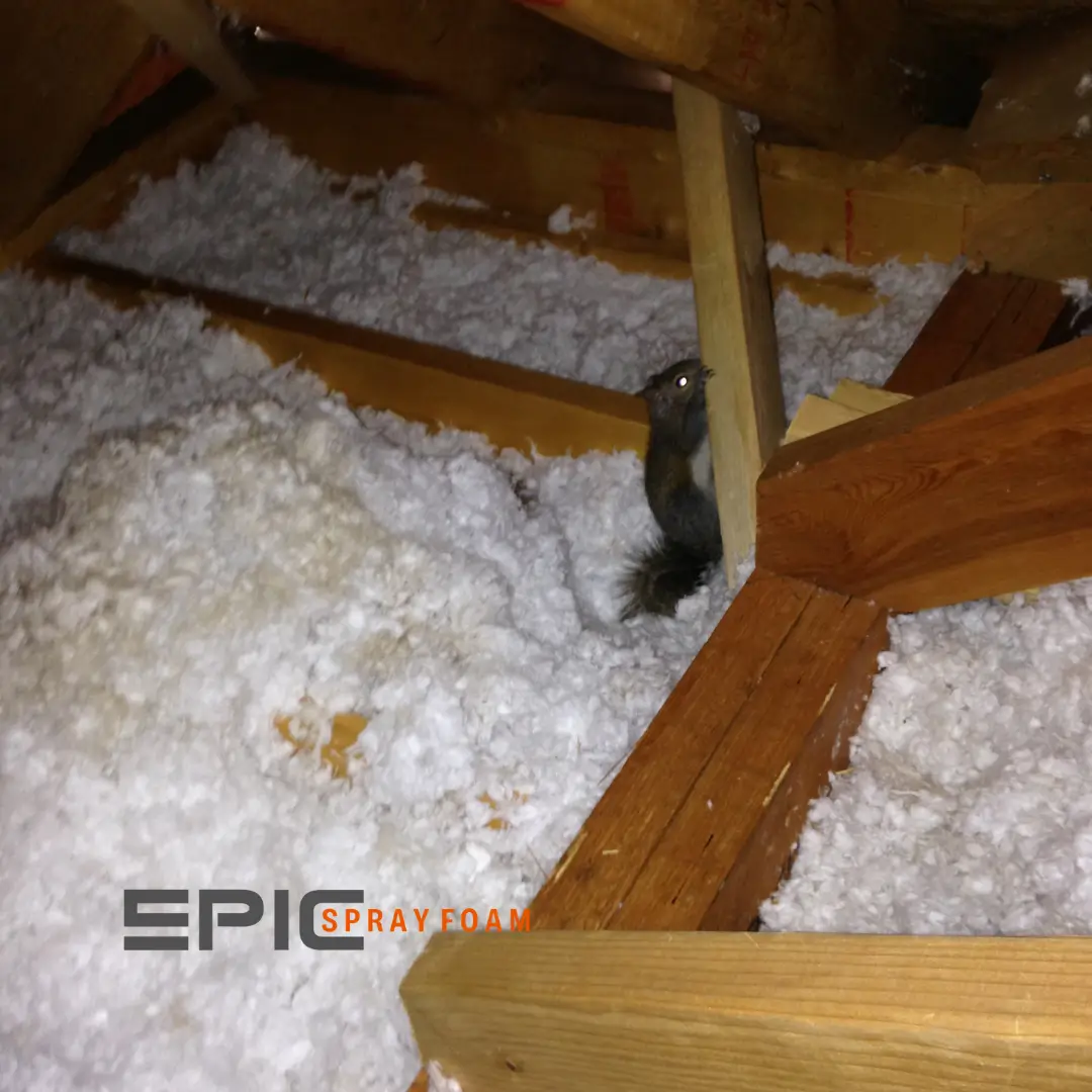 Does spray foam insulation prevent rodents and pests? - Quora